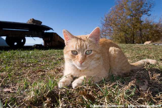  Gatto presso la casa del guardiano - click to next image