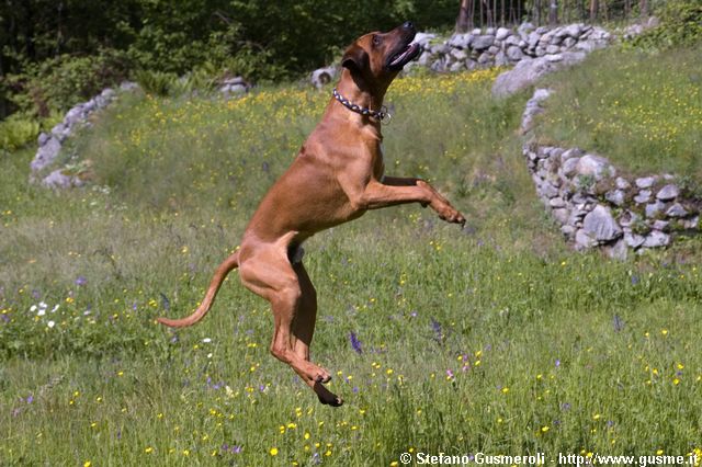  Rhodesian Ridgeback - click to next image