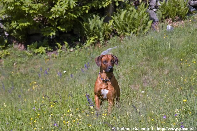  Rhodesian Ridgeback - click to next image