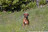 20060511_104214 Rhodesian Ridgeback