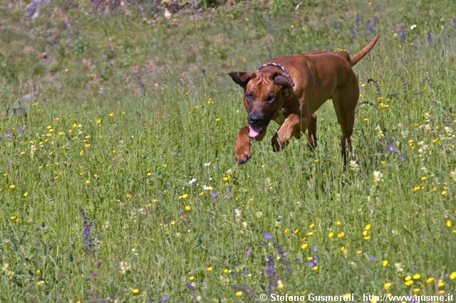  Rhodesian Ridgeback - click to next image