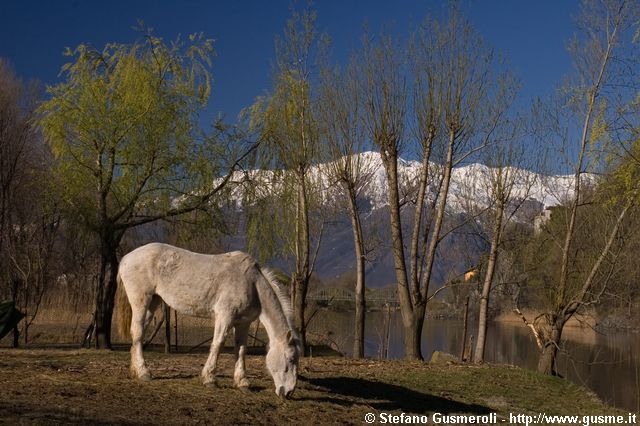  Cavallo al pascolo - click to next image