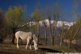 20060404_092554 Cavallo al pascolo