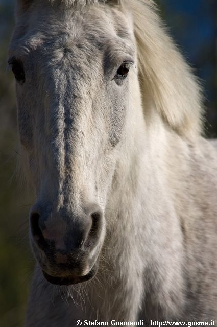  Cavallo - click to next image