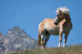 20120807_140729 Cavallo