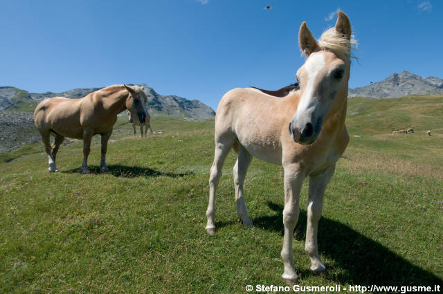  Cavallino - click to next image