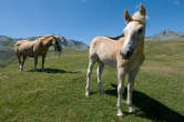 20120807_141449 Cavallino