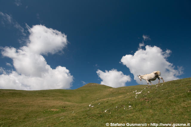  Cavallo e cumuli - click to next image