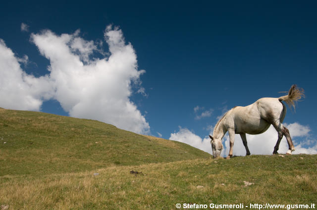  Cavallo - click to next image