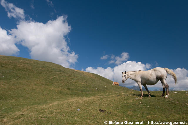  Cavallo - click to next image