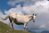 20120813_104420 Cavallo