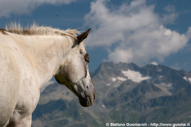  Cavallo e Suretta - click to next image