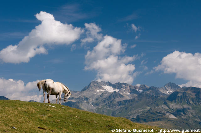  Cavallo e Suretta - click to next image