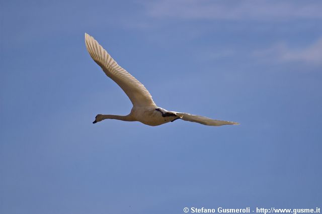  Cigni in volo - click to next image