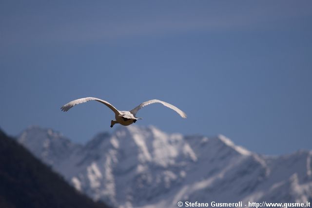  Cigno in volo - click to next image