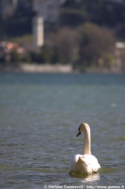  Cigno e campanile Verceia - click to next image