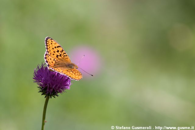  Orchidea dei pascoli e farfalla - click to next image