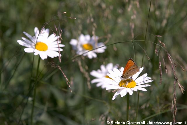  Farfalla e margherite alpine - click to next image