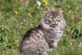 20061030_131425 American Curl