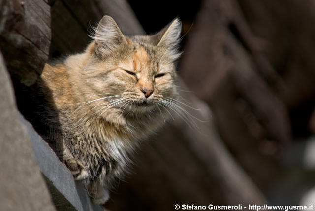  Gatto sonnacchioso al sole - click to next image