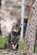 20091019_151243 Gatto