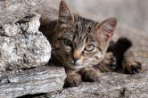 20091019_151438 Gatto