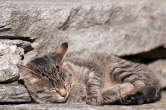 20091019_151616 Gatto