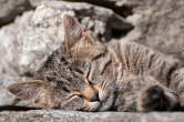 20091019_151726 Gatto