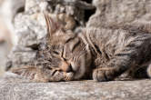 20091019_152238 Gatto