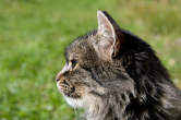 20091019_152653 Gatto