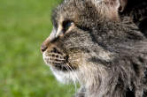 20091019_152753 Gatto