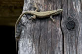 20110508_150707 Lucertola