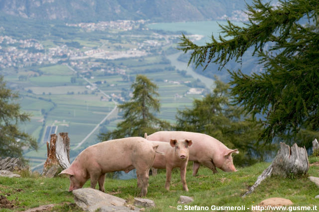  Maiali e piana della bassa valchiavenna - click to next image