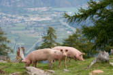 20120828_152645 Maiali e piana della bassa valchiavenna