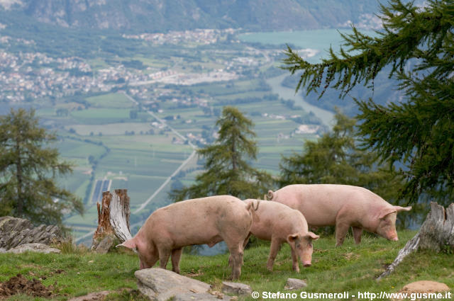  Maiali e piana della bassa valchiavenna - click to next image