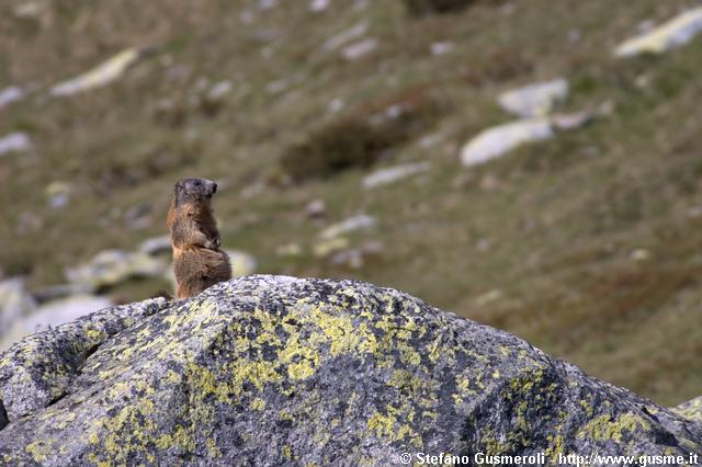  Marmotta di vedetta - click to next image