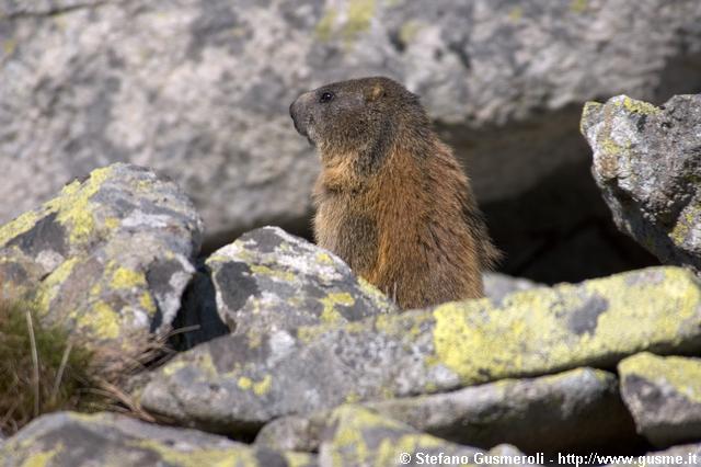  Marmotta sorpresa alle spalle - click to next image