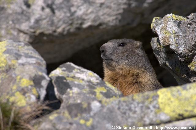  Marmotta - click to next image