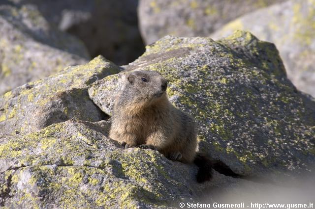  Marmotta - click to next image