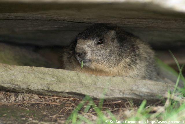  Marmotta in tana - click to next image