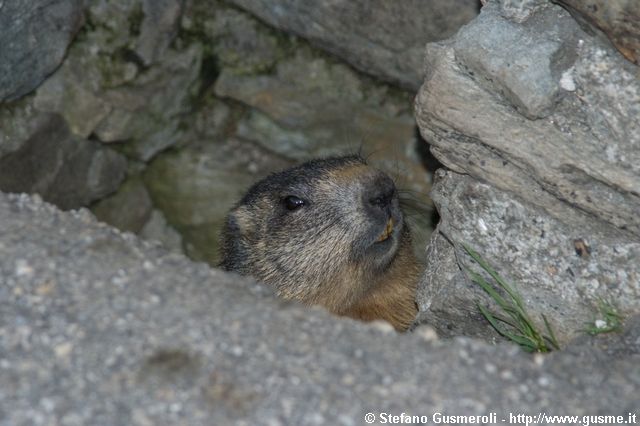  Marmotta in buca - click to next image