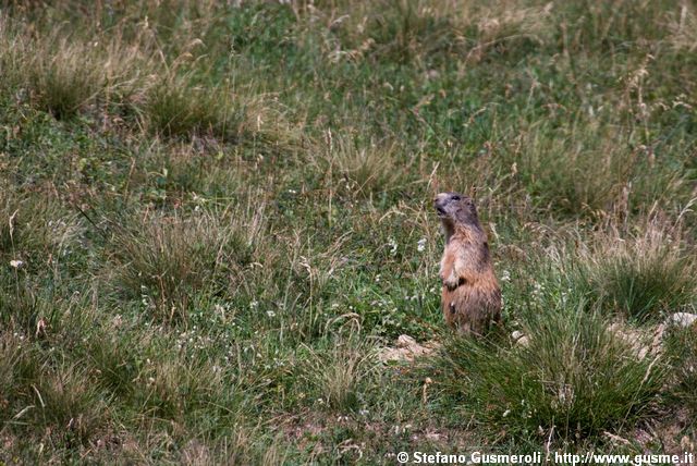  Marmotta - click to next image