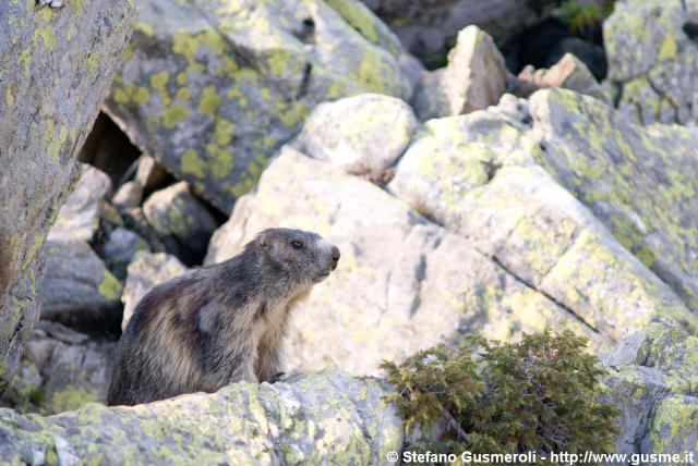  Marmotta - click to next image