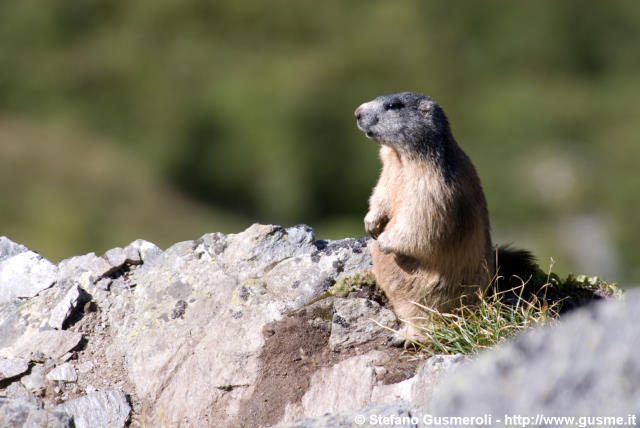  Marmotta - click to next image