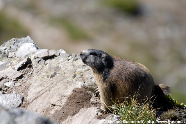  Marmotta - click to next image