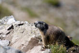 20070825_111658 Marmotta