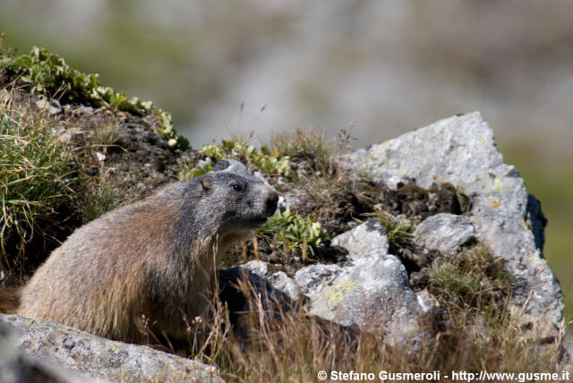  Marmotta - click to next image