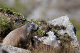 20070825_111722 Marmotta