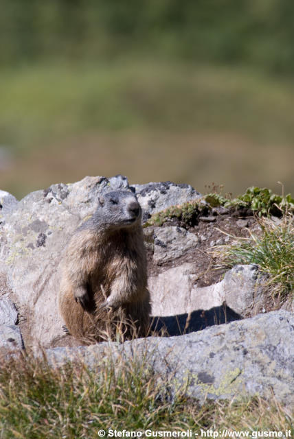  Marmotta - click to next image