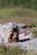 20070825_115206 Marmotta